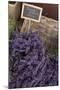 Lavender bunches to sales, Provence-Andrea Haase-Mounted Photographic Print