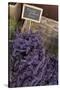 Lavender bunches to sales, Provence-Andrea Haase-Stretched Canvas