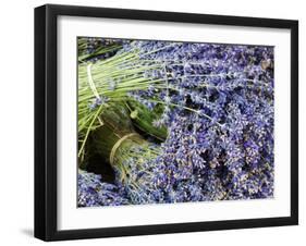 Lavender Bundles for Sale in Roussillon, Sault, Provence, France-Nadia Isakova-Framed Photographic Print