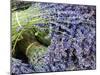 Lavender Bundles for Sale in Roussillon, Sault, Provence, France-Nadia Isakova-Mounted Photographic Print