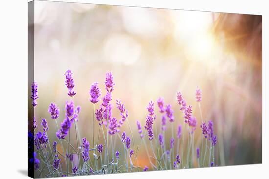 Lavender Bushes Closeup on Sunset. Lavender Field Closeup. Blooming Lavender.Sunset Gleam over Purp-Kotkoa-Stretched Canvas