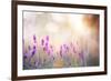 Lavender Bushes Closeup on Sunset. Lavender Field Closeup. Blooming Lavender.Sunset Gleam over Purp-Kotkoa-Framed Photographic Print