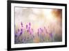 Lavender Bushes Closeup on Sunset. Lavender Field Closeup. Blooming Lavender.Sunset Gleam over Purp-Kotkoa-Framed Photographic Print