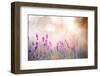 Lavender Bushes Closeup on Sunset. Lavender Field Closeup. Blooming Lavender.Sunset Gleam over Purp-Kotkoa-Framed Photographic Print