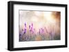 Lavender Bushes Closeup on Sunset. Lavender Field Closeup. Blooming Lavender.Sunset Gleam over Purp-Kotkoa-Framed Photographic Print