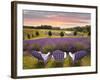 Lavender Chairs, Horton Bay, Michigan '14-Monte Nagler-Framed Photographic Print