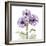 Lavender Chrysanthemum-Albert Koetsier-Framed Photographic Print