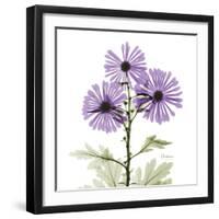Lavender Chrysanthemum-Albert Koetsier-Framed Photographic Print