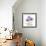 Lavender Chrysanthemum-Albert Koetsier-Framed Photographic Print displayed on a wall