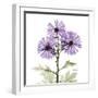 Lavender Chrysanthemum-Albert Koetsier-Framed Photographic Print