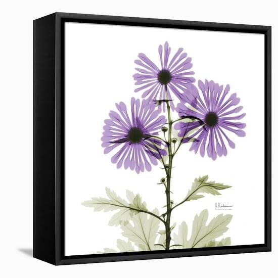 Lavender Chrysanthemum-Albert Koetsier-Framed Stretched Canvas