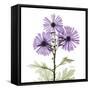 Lavender Chrysanthemum-Albert Koetsier-Framed Stretched Canvas
