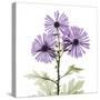 Lavender Chrysanthemum-Albert Koetsier-Stretched Canvas