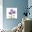 Lavender Chrysanthemum-Albert Koetsier-Photographic Print displayed on a wall