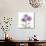 Lavender Chrysanthemum-Albert Koetsier-Photographic Print displayed on a wall