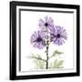 Lavender Chrysanthemum-Albert Koetsier-Framed Photographic Print