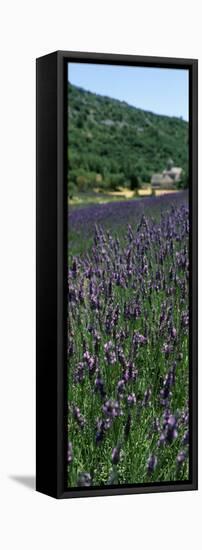 Lavender Crop with Monastery in Background, Abbaye De Senanque, Provence-Alpes-Cote D'Azur, France-null-Framed Stretched Canvas