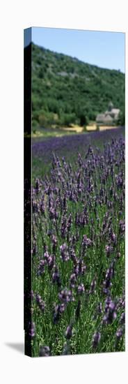 Lavender Crop with Monastery in Background, Abbaye De Senanque, Provence-Alpes-Cote D'Azur, France-null-Stretched Canvas