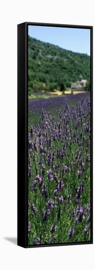 Lavender Crop with Monastery in Background, Abbaye De Senanque, Provence-Alpes-Cote D'Azur, France-null-Framed Stretched Canvas