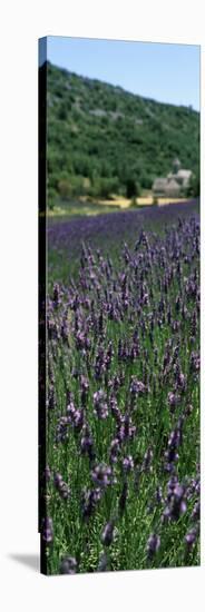 Lavender Crop with Monastery in Background, Abbaye De Senanque, Provence-Alpes-Cote D'Azur, France-null-Stretched Canvas