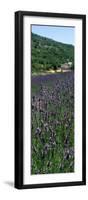 Lavender Crop with Monastery in Background, Abbaye De Senanque, Provence-Alpes-Cote D'Azur, France-null-Framed Photographic Print