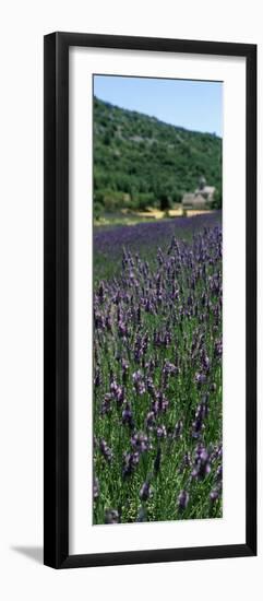 Lavender Crop with Monastery in Background, Abbaye De Senanque, Provence-Alpes-Cote D'Azur, France-null-Framed Photographic Print