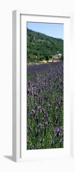 Lavender Crop with Monastery in Background, Abbaye De Senanque, Provence-Alpes-Cote D'Azur, France-null-Framed Photographic Print