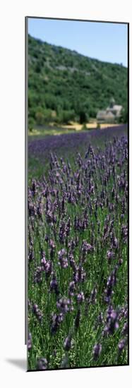 Lavender Crop with Monastery in Background, Abbaye De Senanque, Provence-Alpes-Cote D'Azur, France-null-Mounted Photographic Print