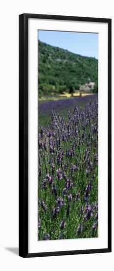 Lavender Crop with Monastery in Background, Abbaye De Senanque, Provence-Alpes-Cote D'Azur, France-null-Framed Photographic Print