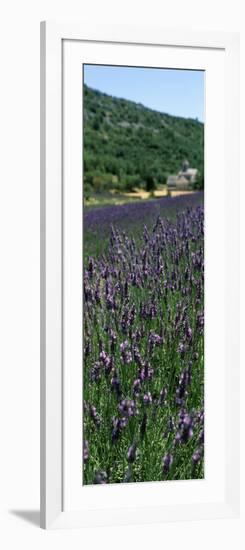 Lavender Crop with Monastery in Background, Abbaye De Senanque, Provence-Alpes-Cote D'Azur, France-null-Framed Photographic Print