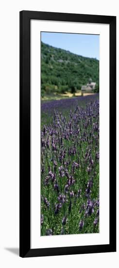 Lavender Crop with Monastery in Background, Abbaye De Senanque, Provence-Alpes-Cote D'Azur, France-null-Framed Photographic Print