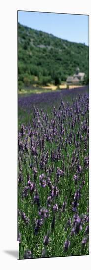 Lavender Crop with Monastery in Background, Abbaye De Senanque, Provence-Alpes-Cote D'Azur, France-null-Mounted Photographic Print