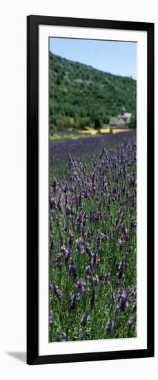 Lavender Crop with Monastery in Background, Abbaye De Senanque, Provence-Alpes-Cote D'Azur, France-null-Framed Photographic Print