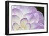 Lavender Dahlia I-Rita Crane-Framed Photographic Print