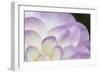 Lavender Dahlia I-Rita Crane-Framed Photographic Print