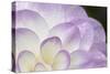 Lavender Dahlia I-Rita Crane-Stretched Canvas