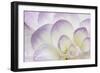 Lavender Dahlia II-Rita Crane-Framed Photographic Print