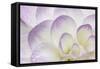 Lavender Dahlia II-Rita Crane-Framed Stretched Canvas