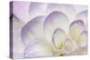 Lavender Dahlia II-Rita Crane-Stretched Canvas