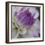 Lavender Dahlia III-Rita Crane-Framed Photographic Print