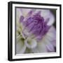 Lavender Dahlia III-Rita Crane-Framed Photographic Print