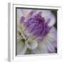 Lavender Dahlia III-Rita Crane-Framed Photographic Print