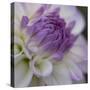 Lavender Dahlia III-Rita Crane-Stretched Canvas