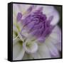 Lavender Dahlia III-Rita Crane-Framed Stretched Canvas