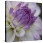 Lavender Dahlia III-Rita Crane-Stretched Canvas