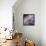Lavender Dahlia IV-Rita Crane-Framed Stretched Canvas displayed on a wall
