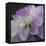 Lavender Dahlia IV-Rita Crane-Framed Stretched Canvas