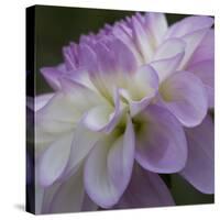 Lavender Dahlia IV-Rita Crane-Stretched Canvas