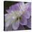 Lavender Dahlia IV-Rita Crane-Stretched Canvas
