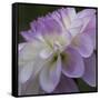 Lavender Dahlia IV-Rita Crane-Framed Stretched Canvas